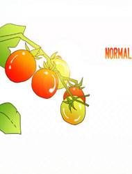 Cherry Tomato